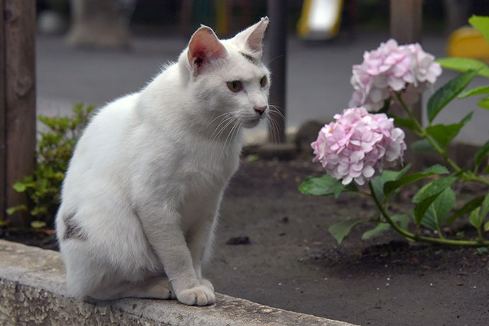 街のねこたち
