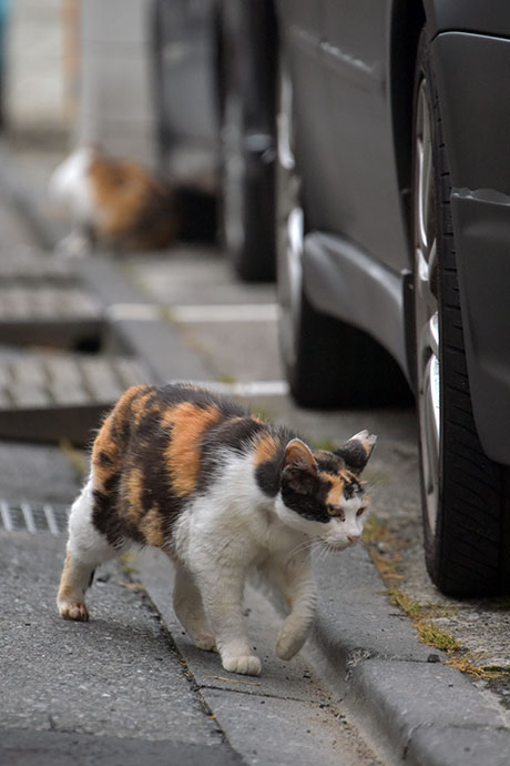 街のねこたち