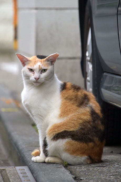 街のねこたち