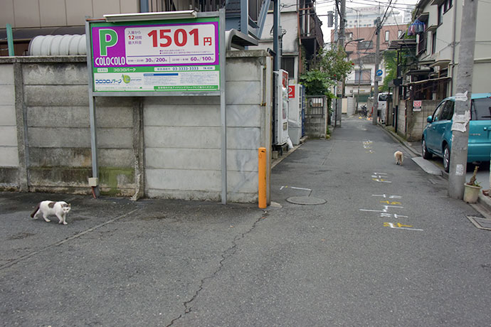 街のねこたち