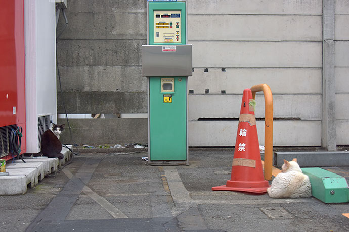 街のねこたち
