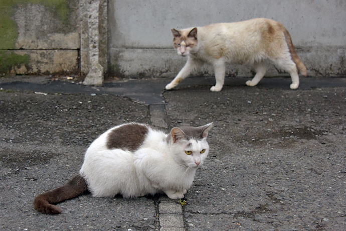 街のねこたち