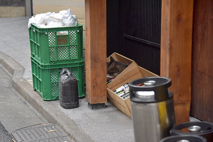 街のねこたち
