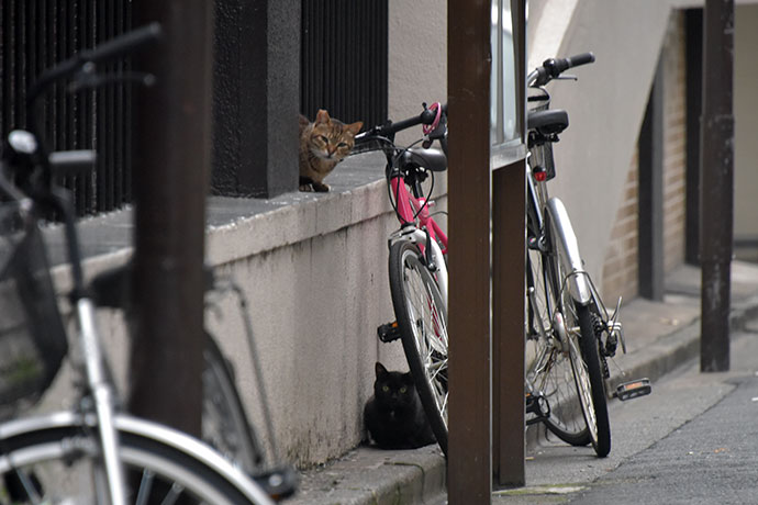 街のねこたち