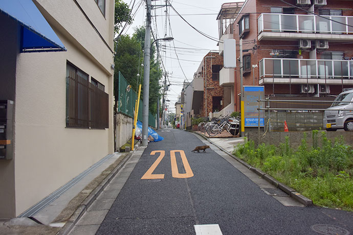 街のねこたち