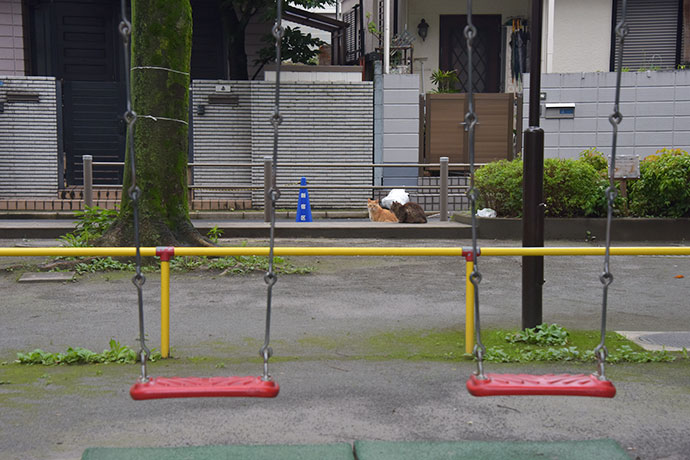 街のねこたち