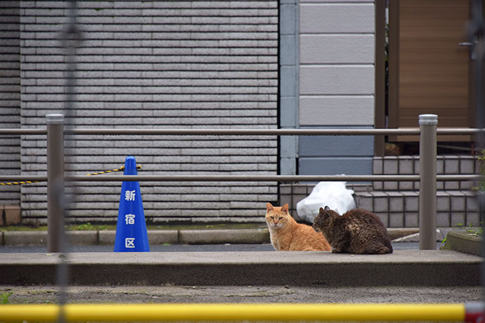 街のねこたち