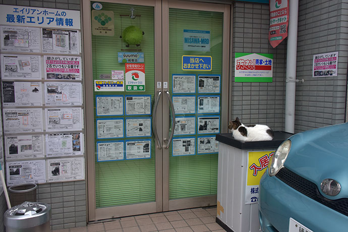 街のねこたち