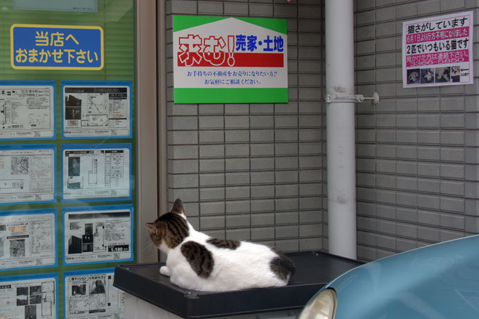 街のねこたち