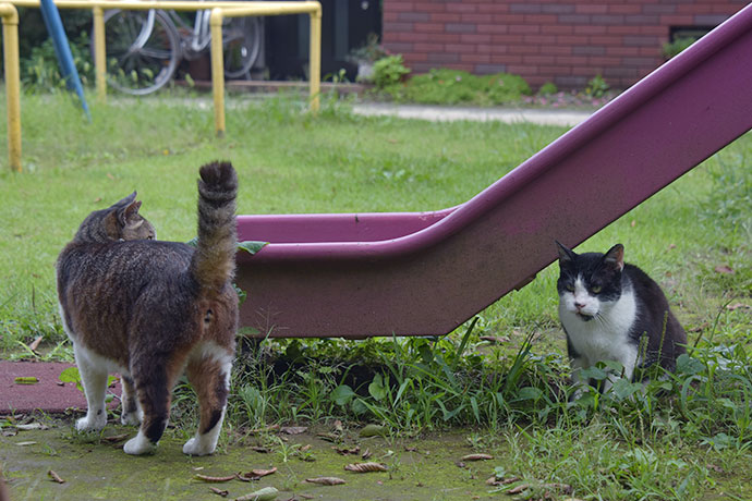 街のねこたち