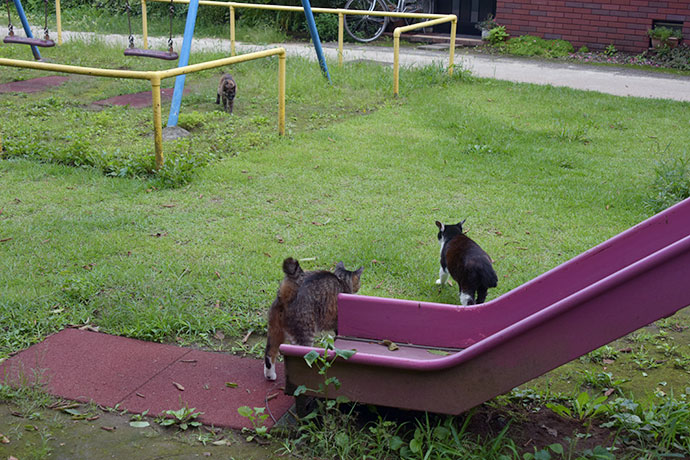 街のねこたち
