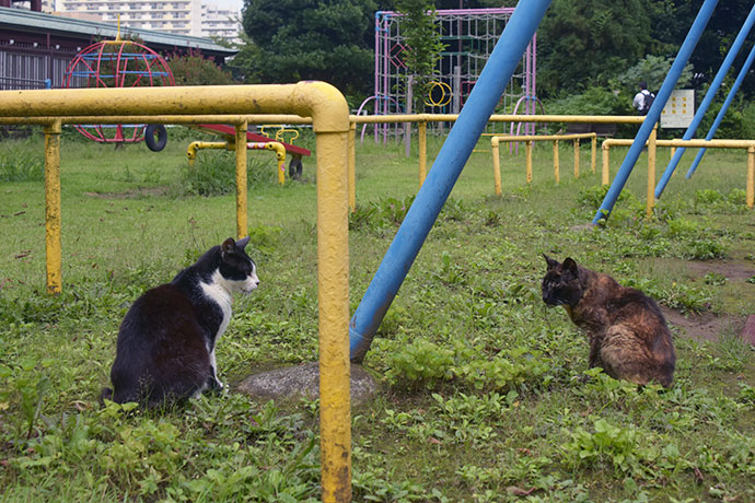 街のねこたち