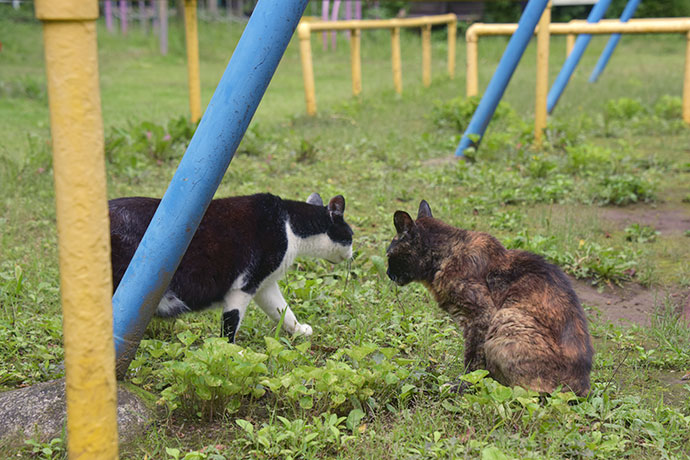 街のねこたち