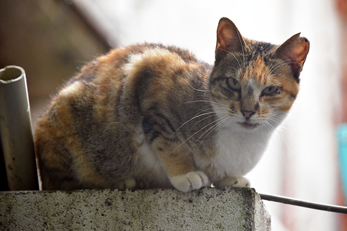 街のねこたち