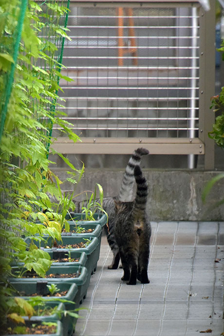 街のねこたち