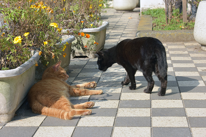 街のねこたち