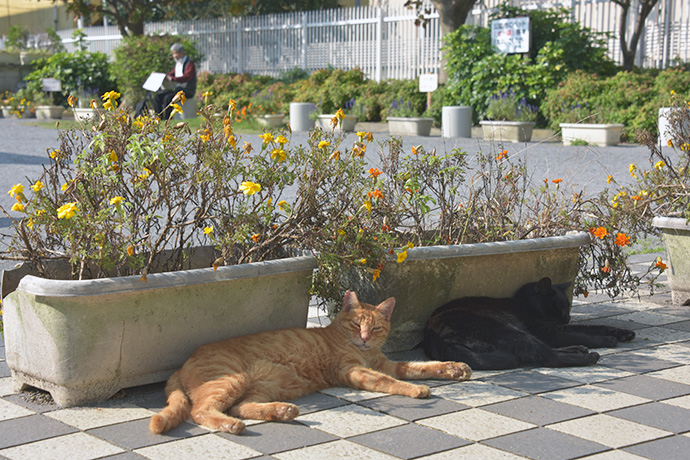 街のねこたち