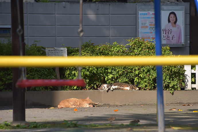 街のねこたち