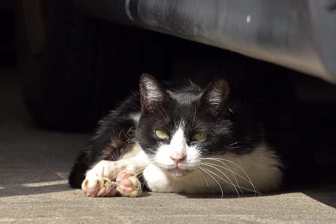 街のねこたち