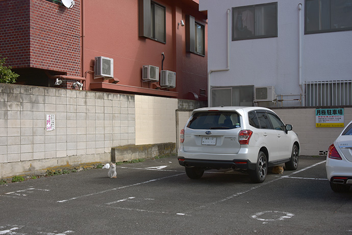 街のねこたち