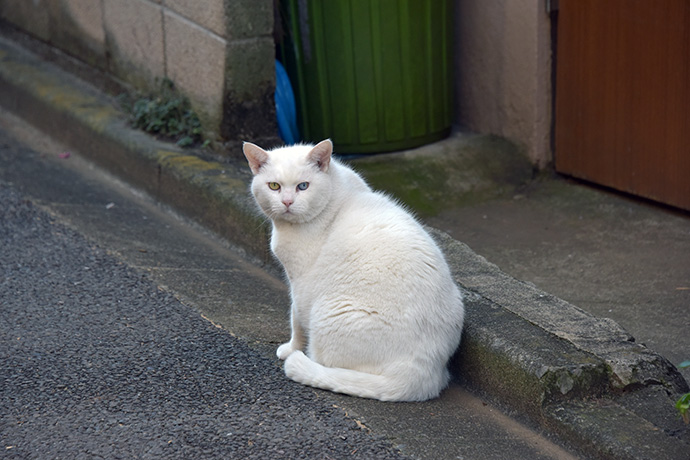 街のねこたち