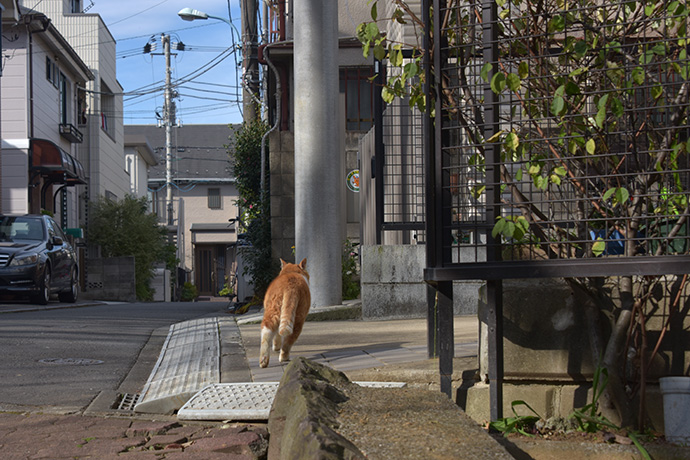 街のねこたち