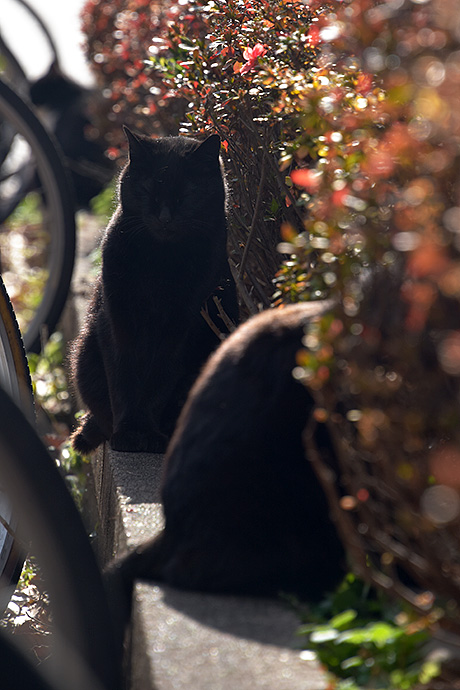 街のねこたち
