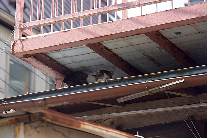 街のねこたち