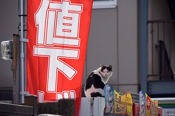 街のねこたち