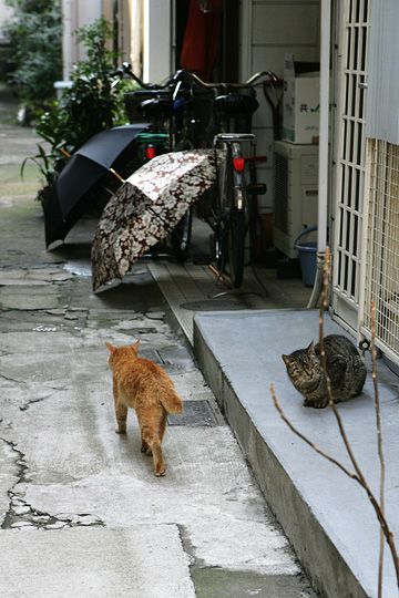 街のねこたち
