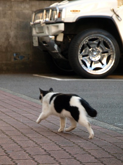 街のねこたち