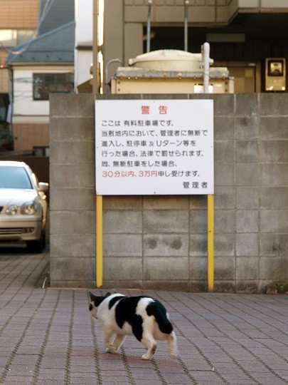 街のねこたち