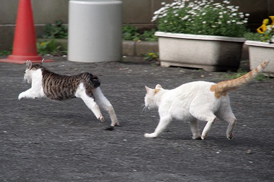 街のねこたち