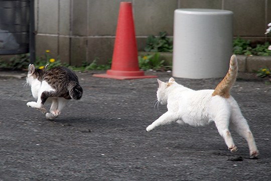 街のねこたち