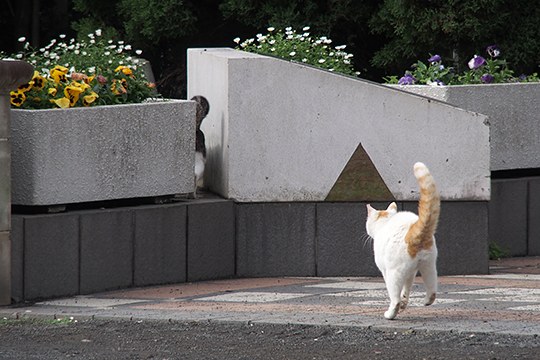 街のねこたち