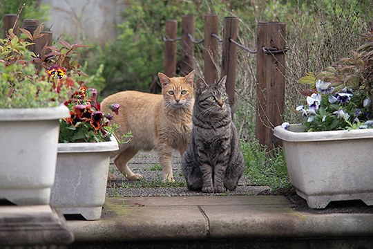 街のねこたち