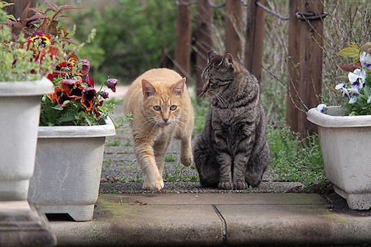 街のねこたち