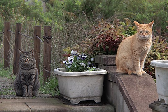街のねこたち
