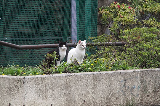 街のねこたち