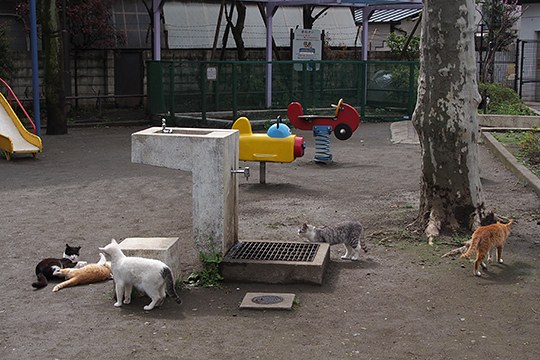 街のねこたち