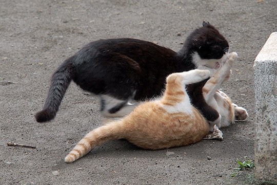 街のねこたち