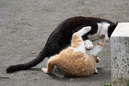 街のねこたち