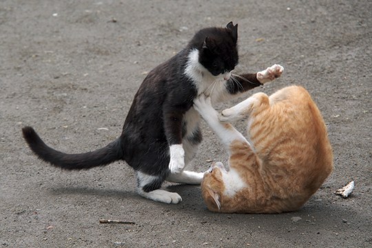 街のねこたち
