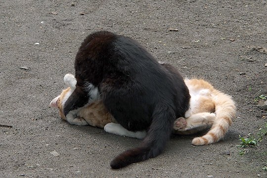 街のねこたち