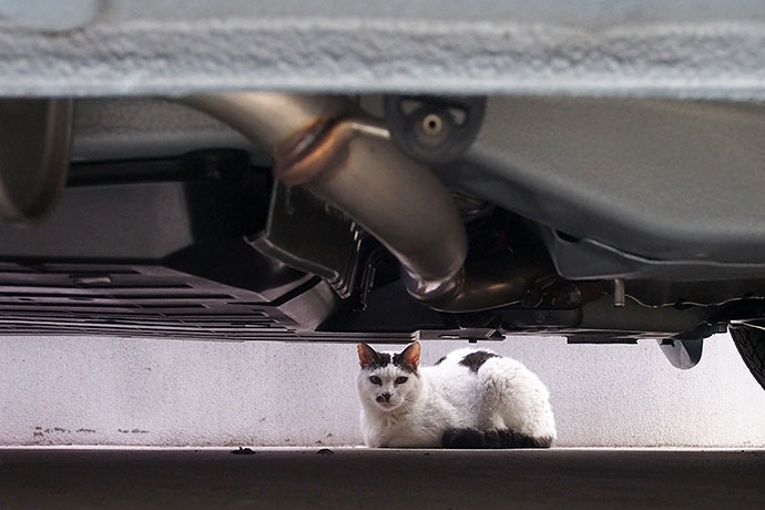 街のねこたち