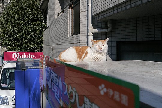 街のねこたち