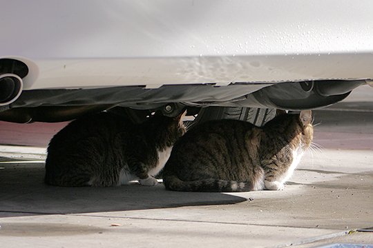 街のねこたち