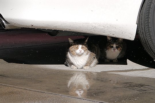 街のねこたち