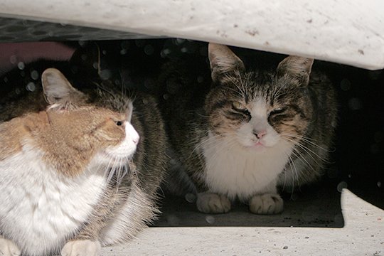 街のねこたち