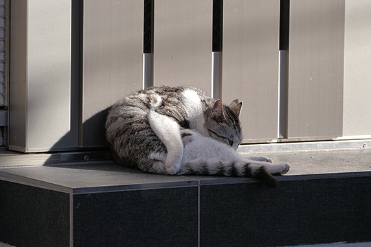 街のねこたち